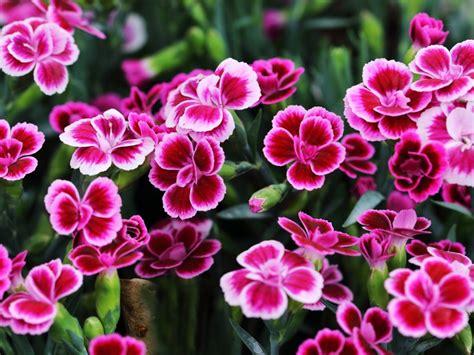 Growing Dianthus In The Garden How To Care For Dianthus Gardening