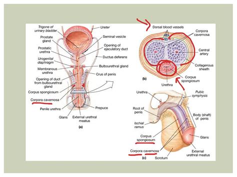 Male Reproductive System Webinar Science Biology Anatomy Human