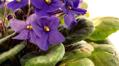 11 Common Pests And Diseases That Love African Violets