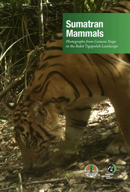Sumatran Mammals Field Guide Frankfurt Zoological Society