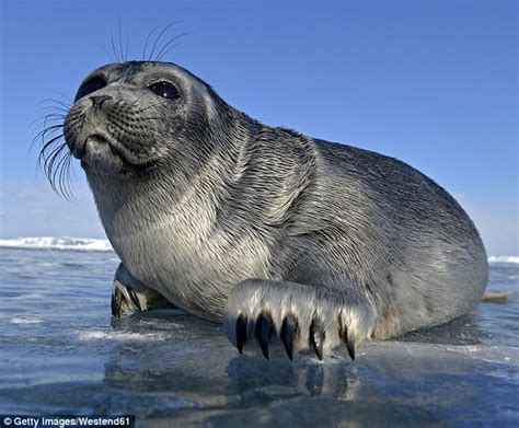 130 Dead Seals Washed Up On Shores Of Russias Lake Baikal Daily Mail