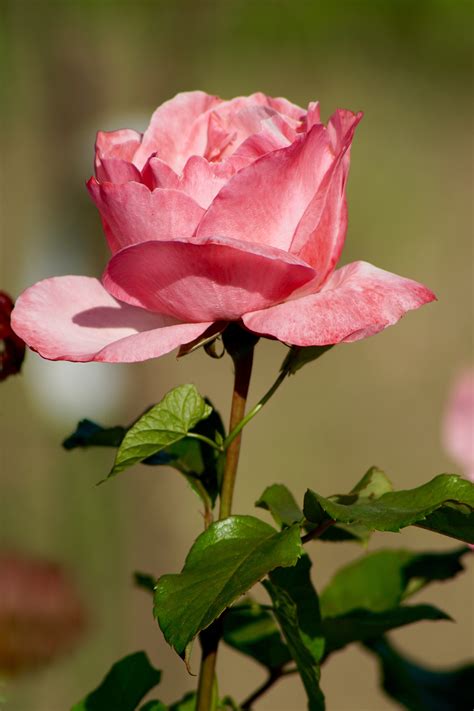 Images Gratuites La Nature Fleur Feuille Pétale Botanique Rose