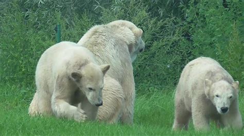 Polar Bear Cubs 9 Months Old Youtube