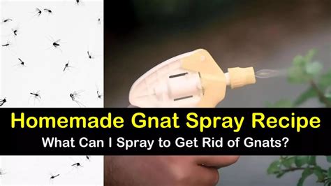 Homemade Gnat Spray Recipe What Can I Spray To Get Rid Of Gnats