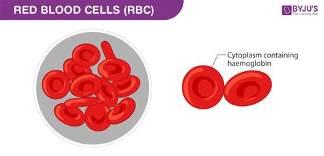 Red Blood Cells Diagram And Features