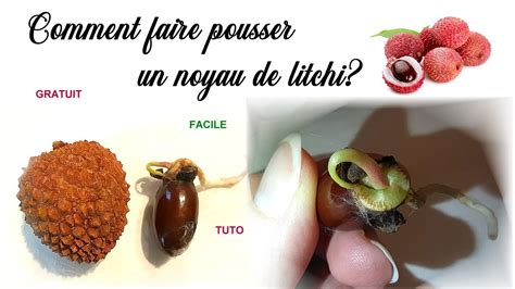 Comment Faire Pousser Un Litchi Partir D Un Noyau How To Grow Lychee Plant From Seeds
