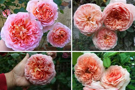 Hoa Hồng Abraham Darby Rose đẹp Thơm Hoa 10cm Nở 4 Mùa