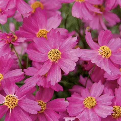We did not find results for: Coreopsis 'Pink Lady' (P)