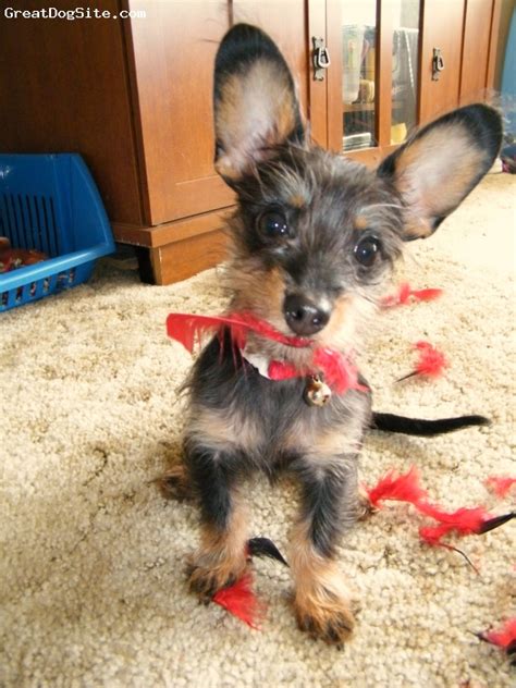 A Photo Of A 1 Old Black And Brown Chiweenie Cute Boy