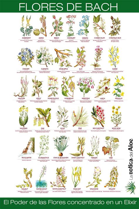 We were unable to load disqus. flores-bach-a3.jpg 1.200×1.800 píxeles | Essência floral ...
