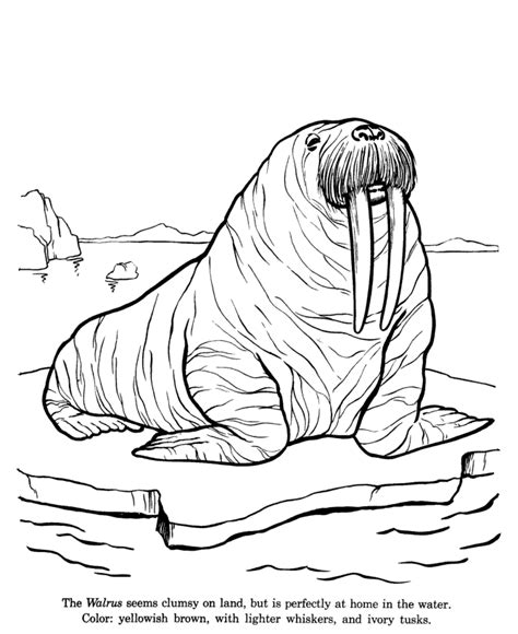 Arctic Animals Coloring Pages Best Coloring Pages For Kids