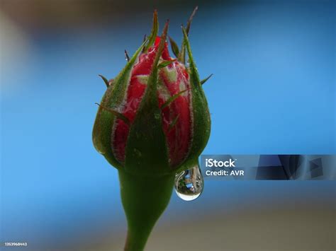 The Bud And The Dew Drop Stock Photo Download Image Now Beauty