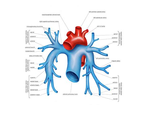 Pulmonary Arteries By Asklepios Medical Atlas