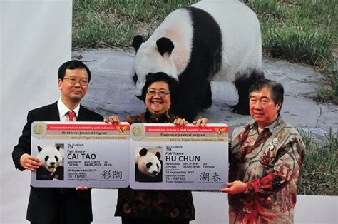 Panda Diplomacy Cutest Diplomat All Over The World