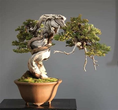 Cactus plants require very little maintenance and look great when in bloom on a window sill, adorning a porch railing or as part of a patio decoration. Pin oleh Surya supriatna01 di beautiful juniper bonsai di 2020