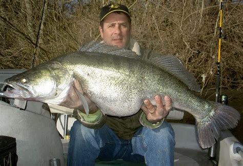 Zander coming to a fish fry soon? | Michigan Sportsman - Online