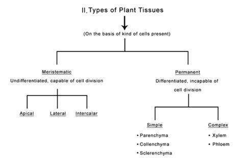 Different Types Of Plant Tissues With Pictures Teethwalls
