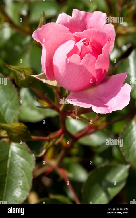 Shrub Rose Summerwind Rosa Rosaceae Stock Photo Alamy