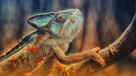 Perfect screen background display for desktop, iphone, pc, laptop, computer. Chameleon On Branch UHD 4K Wallpaper | Pixelz