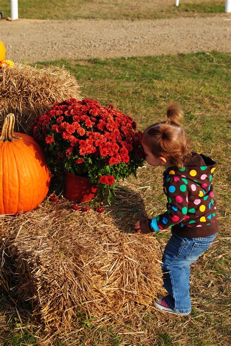 Fall Harvest Festival at Port Farms, Waterford, PA, Erie County | Harvest festival, Harvest ...