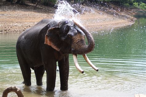 Elephant Bathing Kerala Elephant Animals Creatures