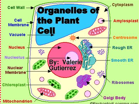 Plant Cells