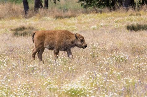 Wild American Bison Calf In A Meadow Stock Photo Image Of Environment