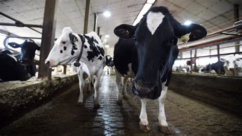Three Bc Dairy Workers Who Pleaded Guilty To Animal Cruelty Get Jail