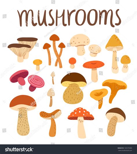 Different Types Of Mushrooms Set Vector Illustration 192579389