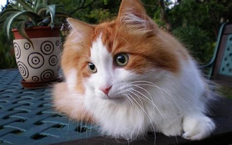 Kumpulan foto kucing anggora terbaru. Yuk Cari Tahu Ciri Kucing Anggora Asli - Star Farm ...