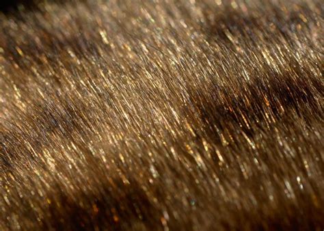 What is Bengal cat glitter? – PoC