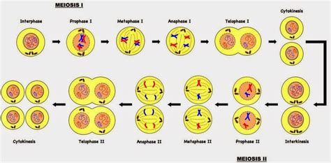 Resultado De Imagen Para Proceso De La Meiosis Fase 1 Y 2 Biyoloji Tbm