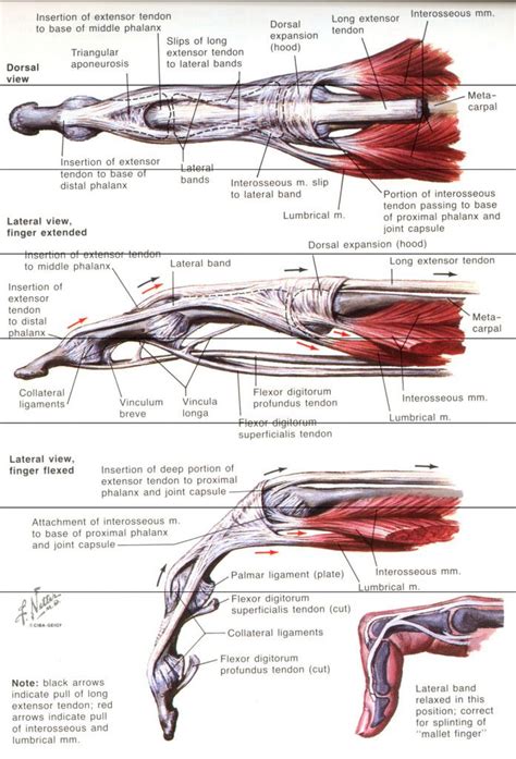 According to world wide words , pinkie was used by scots to refer to something small, as explained in an etymological. Finger Tendon Anatomy In Detail | Hand therapy