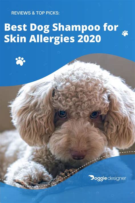 10 Best Dog Shampoos For Skin Allergies December 2020 Doggie
