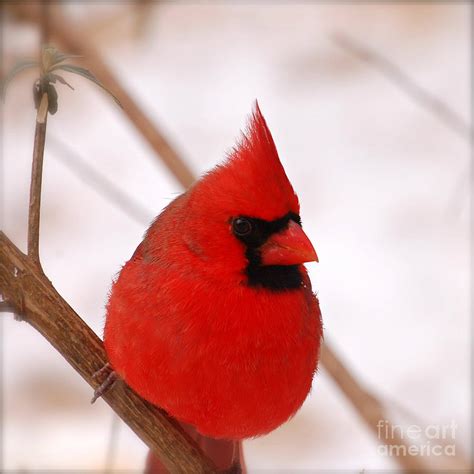 Bird In Everything Picture Of Red Cardinal Bird