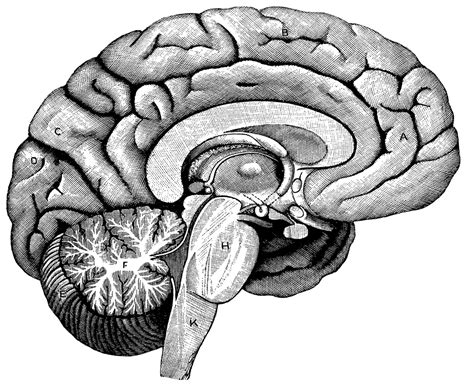 Unlabeled Brain Diagram - Cliparts.co