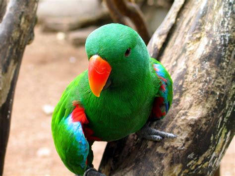 beautiful parrot,colorful parrot,parrot kissing girl full hd wallpapers 1080p free download ...