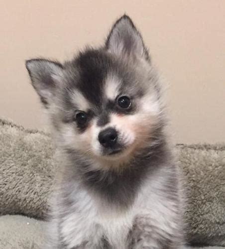 The alaskan klee kai is a beautiful breed that is commonly referred to as a miniature husky due to an extremely similar appearance. Alaskan Klee Kai Puppy for Sale - Adoption, Rescue for ...