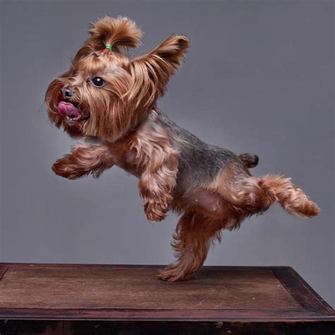 If a yorkie is trained right from the start, they can be friendly and sociable as well. Yorkie Haircuts Before And After - Haircuts Models Ideas