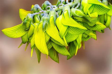 10 Fascinating Plants That Look Like Animals Hummingbird Flowers