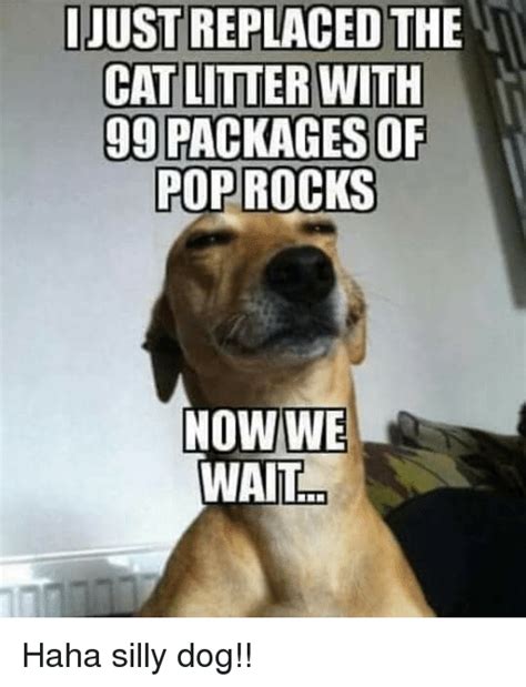 Original of meme goes from the tweet of xavierbfb where his cat was chirping at bug. JUST REPLACED THE CAT LITTER WITH 99 PACKAGES OF POP ROCKS ...