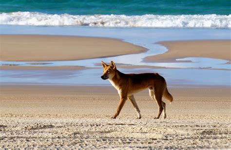 Dingoes On Fraser Island Sunshine Coast