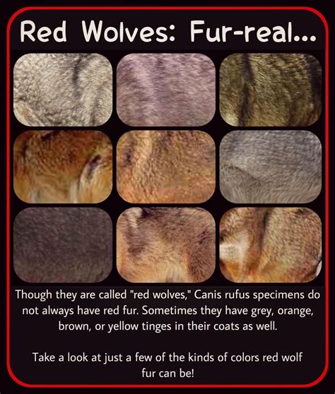These Are Close Up Photos Of The Fur Of Live Wolves They Are Not