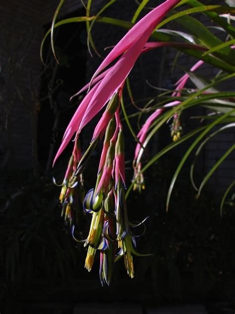 Bromeliad blooms can last for several months before they inevitably die off. PlantFiles Pictures: Billbergia Bromeliad Species ...