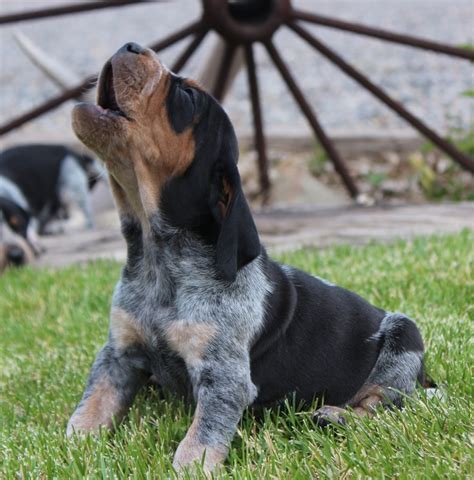 Blue Tick Hound Puppy Cost Puppy And Pets