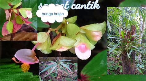 Jenis Bunga Hutan Yang Sering Dijumpai Orkid Hutan Youtube