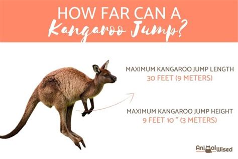 How Far Can A Kangaroo Jump Maximum Height And Length