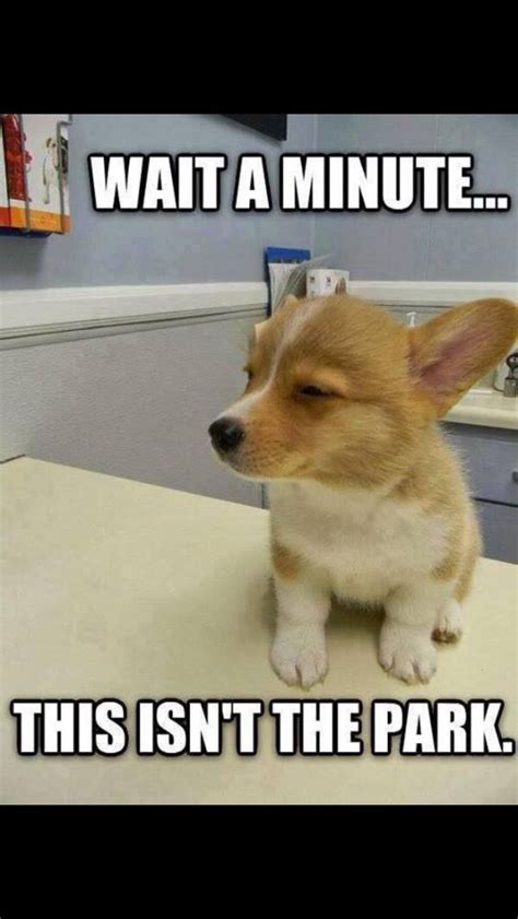 Pin By Carly Constable On Dogs Funny Animal Jokes Funny