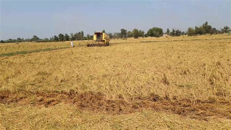 Just follow these easy, foolproof steps. rice harvesting .high yielding variety chenab basmati ...