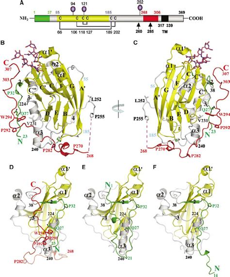 12 hours ago delete reply block. gD(23-306) 307C structure. ( A ) Schematic representation ...
